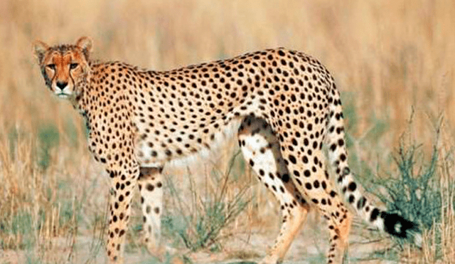 Después de 10 años, avistan a guepardo del Sahara que en el sur de Argelia. Foto: Radio Bio Bio