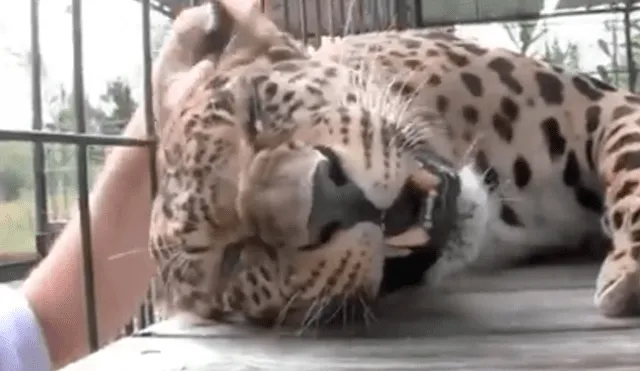 En YouTube, un hombre no tuvo miedo al pretender acariciar a un peligroso leopardo que lo sorprendió con su reacción.