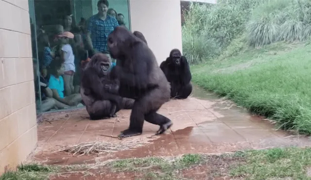 Facebook viral: Gorilas 'friolentos' idean plan para no mojarse con la lluvia y sucede esto [VIDEO] 