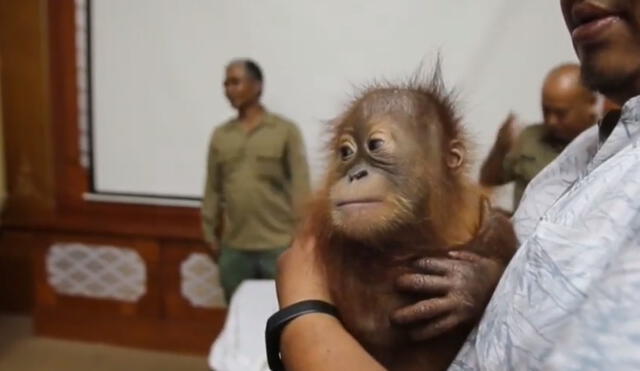 Sedada y oculta en el equipaje: rescatan a orangután bebé en aeropuerto [VIDEO]