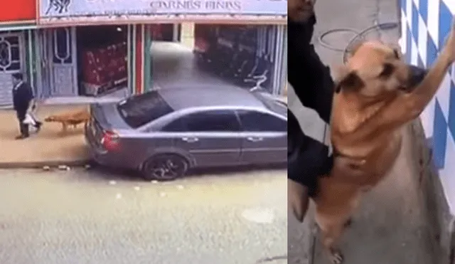 Facebook viral: perro ladrón es captado con las 'patas en la masa' y es arrestado por la policía [VIDEO]