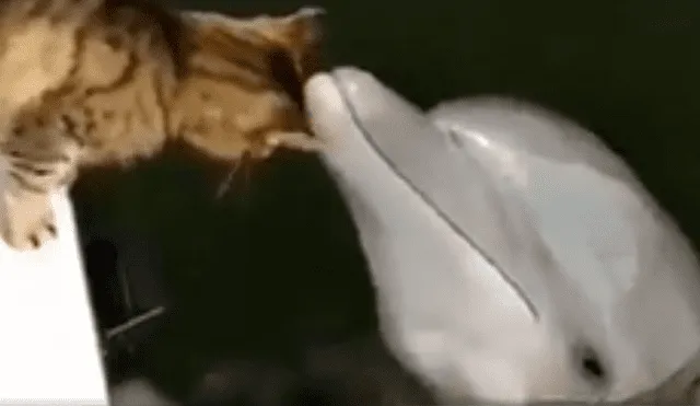 Facebook: gato y delfín protagonizan tierna escena de amor al darse muchos besos [VIDEO]