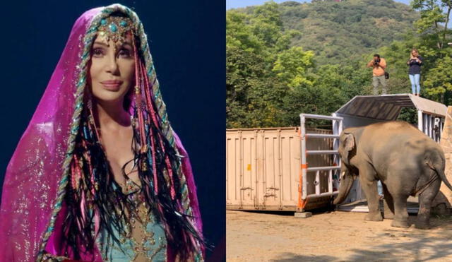Cher llega a Pakistán para liberar al elefante Kaavan de un zoológico