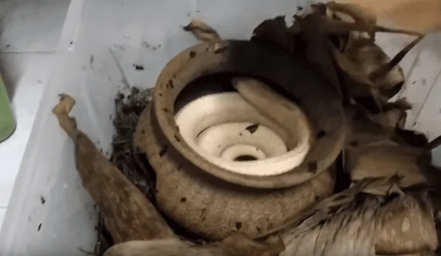 Desliza hacia la izquierda para ver a la gigantesca serpiente que fue hallada dentro de un olla de barro. El video se volvió viral en YouTube.