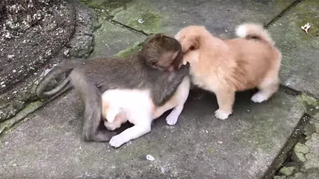 Facebook: Captan el momento preciso en que un mono abraza a dos cachorros [VIDEO]