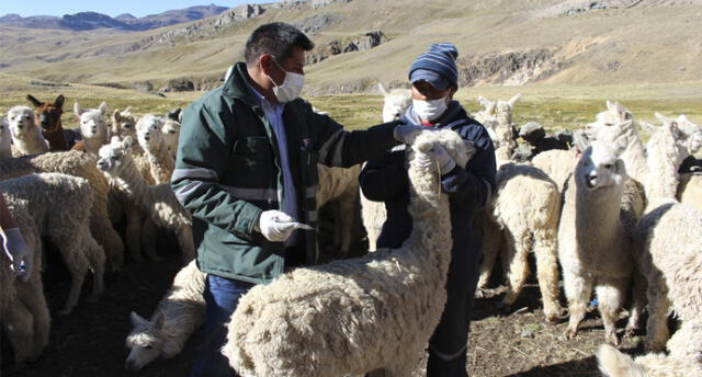 Capacitarán a criadores de alpacas para prevenir enfermedades en ganado