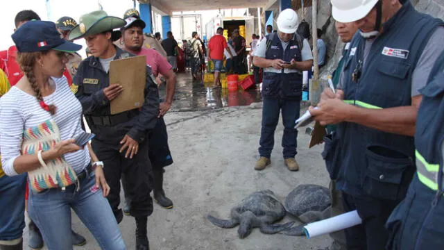 Chimbote: rescatan a especie de tortugas en peligro de extinción 