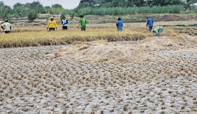 Perjuicio. Agricultores del Bajo Piura perdieron más de 5 mil hectáreas de sembríos de arroz a consecuencia de la falta de agua.