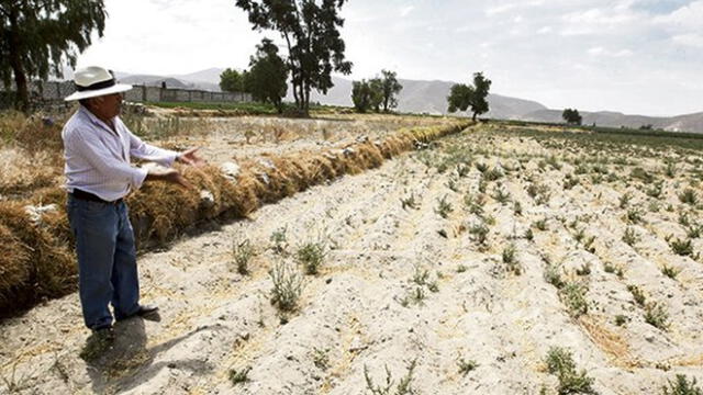 Arequipa: Por falta de pago de S/ 200 para transporte de raticidas hay 5 mil hectáreas de sembrío en riesgo