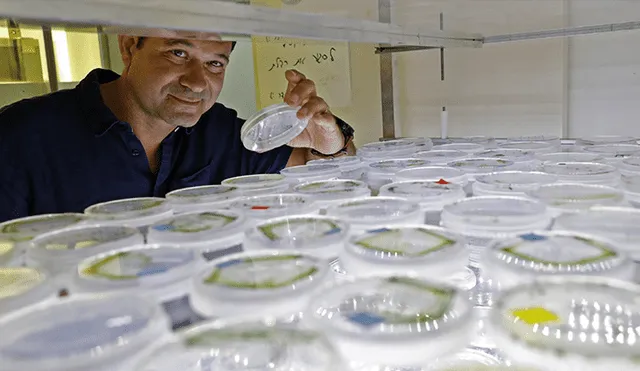 Iftach Yacoby junto a muestras de micro algas. 11 de junio de 2020. | Foto: Jack Guez / AFP