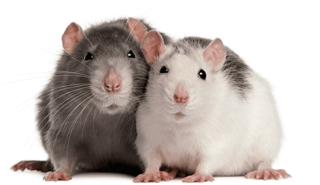 Facebook: el emotivo argumento de animalistas para evitar la matanza de ratas