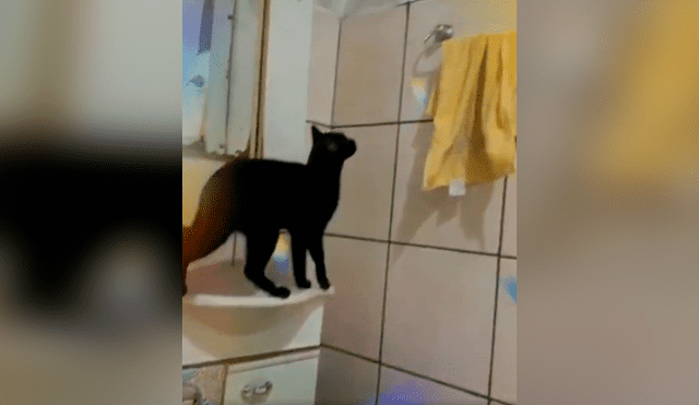 Desliza las imágenes para apreciar la increíble acción de un gato al trepar las paredes para escapar de casa. Foto: Captura.