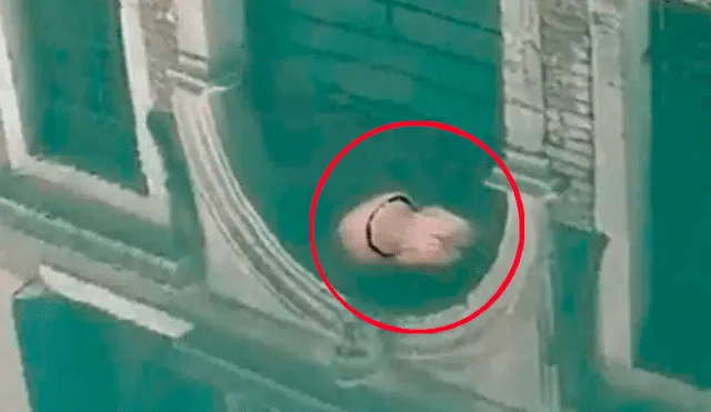 Un video captó el momento en que una medusa nadaba en las aguas cristalinas de Venecia.