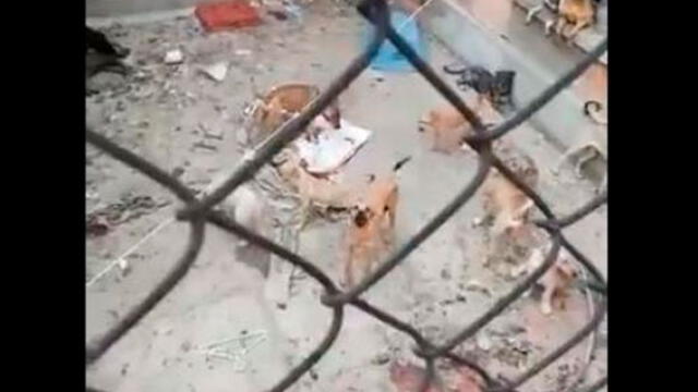 Maltrato animal en México. Foto: captura de video.