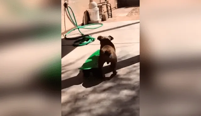 Desliza las imágenes hacia la izquierda para observar el esfuerzo de un perro para aprender a manejar una patineta.