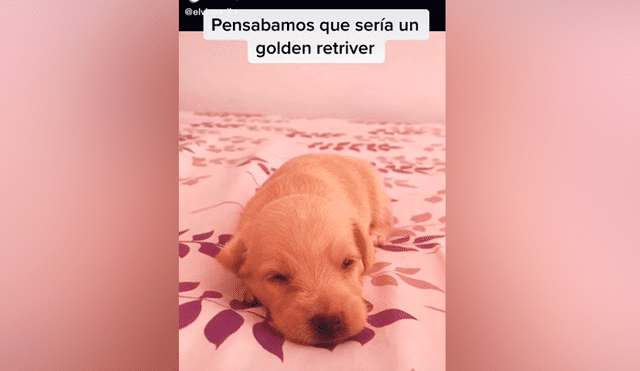 Desliza las imágenes para descubrir la verdadera raza de este presunto perro golden retriever. Foto: Elvia Mejía/TikTok