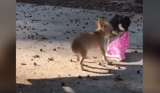 Video es viral en Facebook. Luego de muchos intentos, el perro pudo quitarle la ropa a la nueva mascota de su dueña y para sorpresa de todos quiso ponérsela. Foto: Captura.