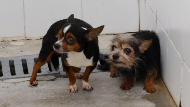 Más allá de las heridas, los perros manifestaban temor a las personas a su alrededor. (Foto: Policía Local Málaga)