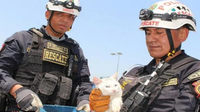 SMP: gato atrapado en medio del río Rímac es rescatado por policías 