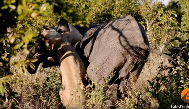 Un hombre  capturó en un video viral de YouTube el feroz ataque de una solitaria leona contra un elefante que merodeaba por la sabana africana.