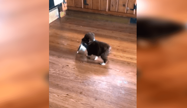 En YouTube, un cachorro no soportó que su dueña atienda a sus hermanos primero y tuvo una inusual reacción.