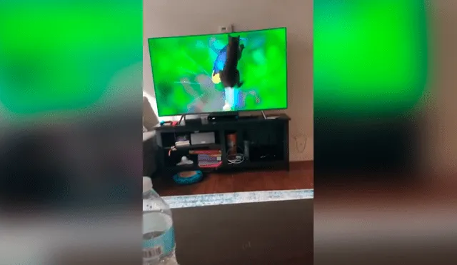 Desliza las imágenes para conocer la travesura que cometió un gato al saltar encima de la televisión de su dueño. Foto: Captura.