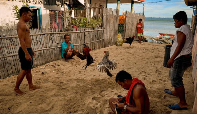 La pelea de gallos es una tradición antigua que se practica en Filipinas. Foto: referencial / The New York Times