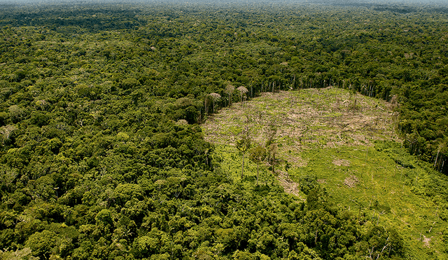 Deforestación en Ucayali