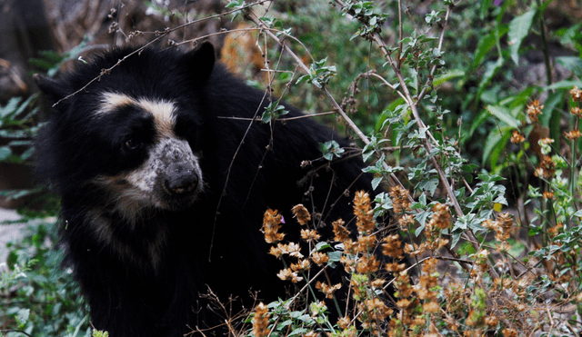 En el ACP Chaparrí habitan los osos de anteojos. Foto: Jorge Cerdán.