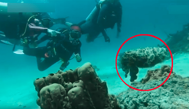 Buzos descubren extraña piedra en el mar, se asoman y criatura sufre sorprendente transformación [VIDEO] 
