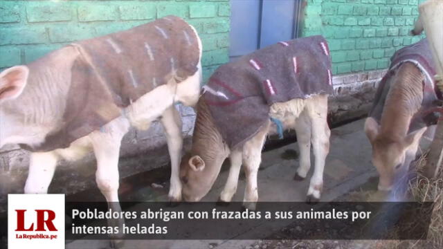 Friaje: pobladores abrigan a sus animales con frazadas por intensas heladas [VIDEO]