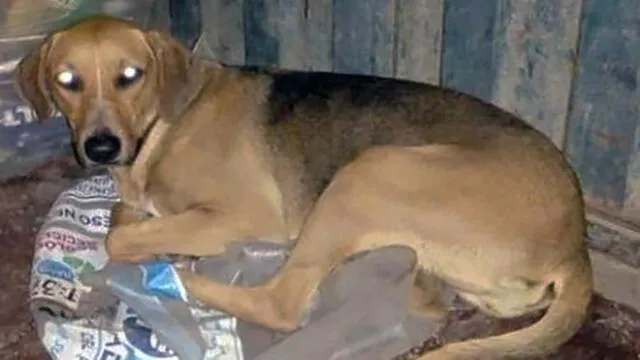Santa Anita: ofrecen 500 soles por encontrar a mascota desaparecida