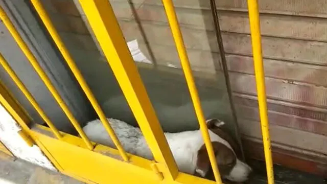 SJL: mascota permanece atrapada entre rejas de un establecimiento [VIDEO]