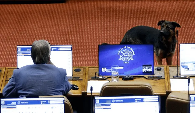 El perrito interrumpió el hemiciclo mientras se debatía el proyecto de ley de Seguro Catastrófico. Foto: Cooperativa.cl
