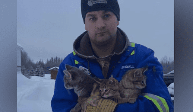 El canadiense Kendall Diwisch rescató a los gatos que fueron abandonados en el hielo.
