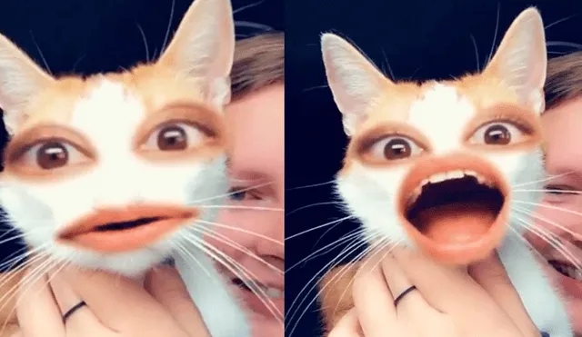 Facebook Viral: gato prueba divertidos filtros y hace reír a internautas con el resultado [VIDEO]