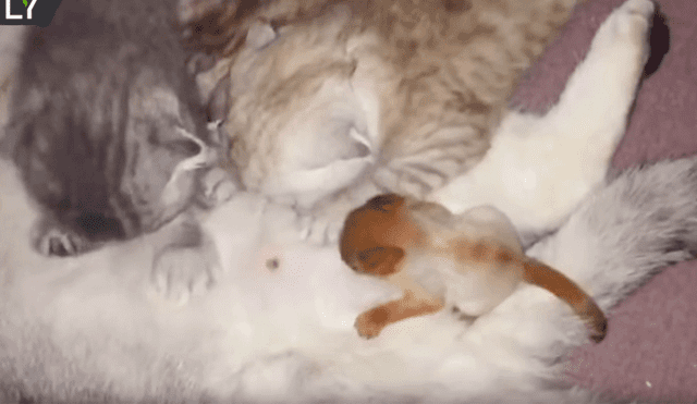 YouTube Viral: Cría de ardilla se amamanta en gata y sorprende en la red [VIDEO]