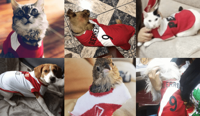 Instagram: Las mascotas también alentaron a la selección peruana