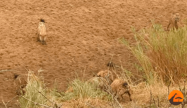 Feroces hienas atacan a león por su presa, sin imaginar que su manada llegaría a su rescate [VIDEO] 