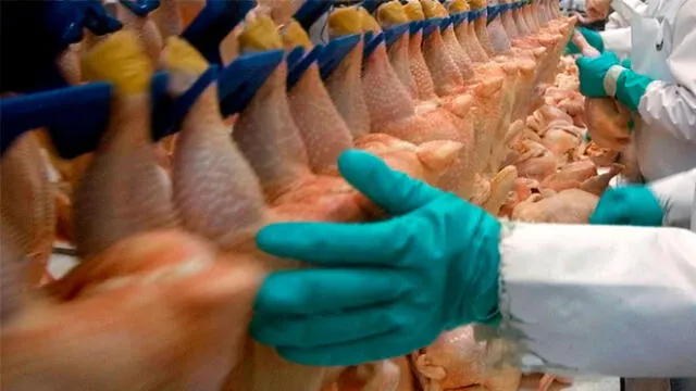 China es uno de los compradores más activos de pollos congelados que tiene Brasil. Foto: Difusión.