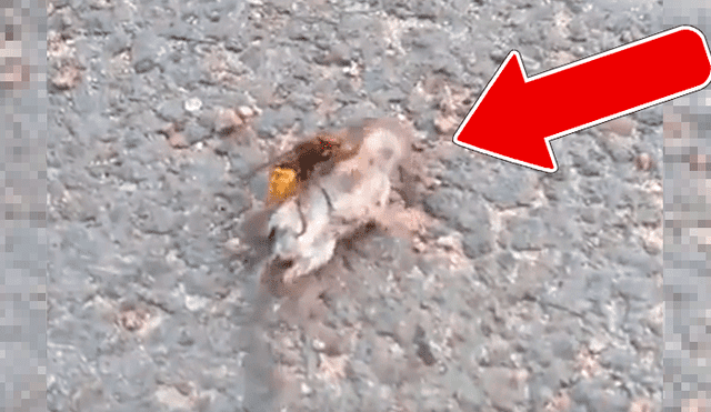Vía YouTube. El insecto protagonizó una escandalosa pelea con un temido roedor, y cuyo final alteró en redes sociales.