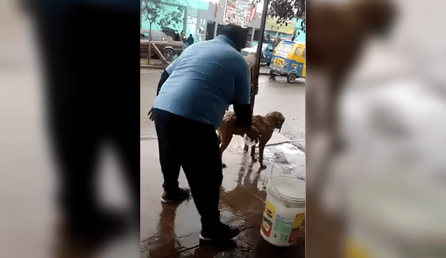 Maltrato animal: sujeto moja a perro pese a intenso frío [VIDEO]