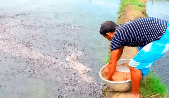 YouTube viral: arroja alimento a misterioso lago y miles de hambrientas criaturas surgen para devorarlo