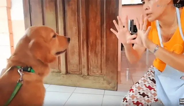 Un perro se ganó los aplausos de los usuarios en Facebook al ser captado contando los dedos de su dueña, quien lo retó a probar su inteligencia.