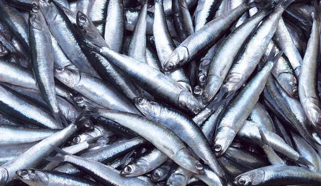 Segunda temporada de pesca de anchoveta suma 2.059 millones de toneladas capturadas