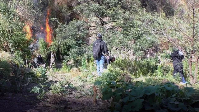 Policía Antidrogas incautó 95 mil plantaciones de marihuana en Áncash
