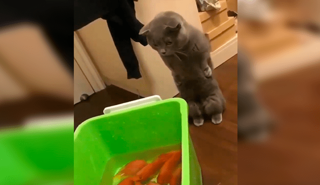 En Facebook, un joven compró unos peces como mascotas y no imaginó que su gato los quería devorar.