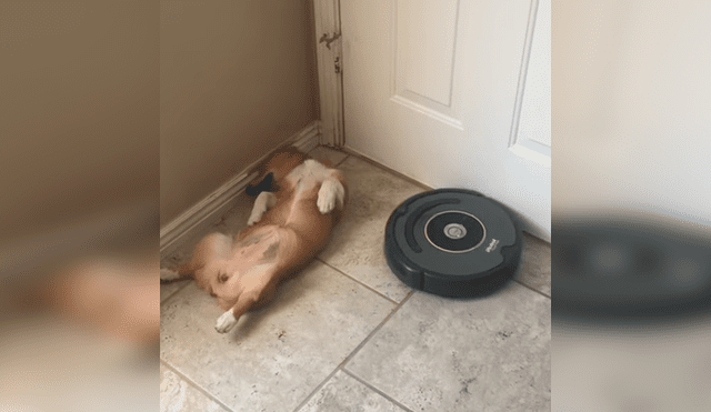 Video es viral en Facebook. Mujer intentó levantar a su perra dormida de una forma peculiar y no pudo contener las carcajadas al ver su hilarante comportamiento
