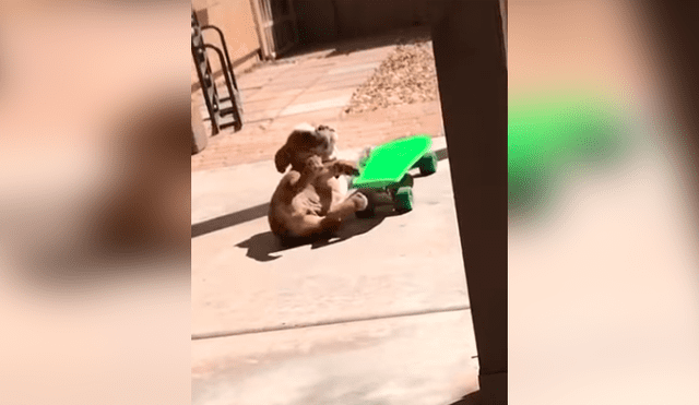 Desliza las imágenes hacia la izquierda para observar el esfuerzo de un perro para aprender a manejar una patineta.