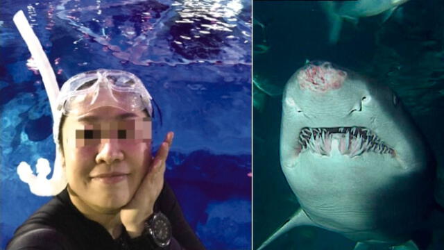 Tiburón ataca a mujer mientras tomaba clases de buceo en acuario [VIDEO]